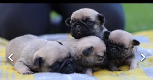regalo cuccioli di carlino