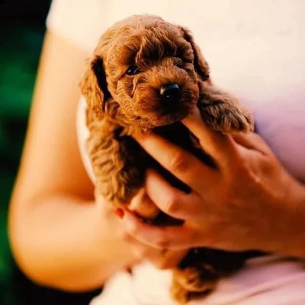 2regalo barboncino]]