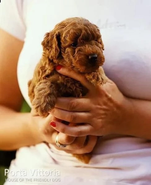 2regalo barboncino{ | Foto 0