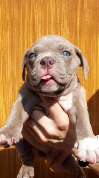 femmina di 8 settimane con controllo veterinario aggiornato | Foto 0