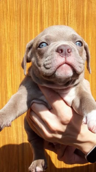 femmina di 8 settimane con controllo veterinario aggiornato