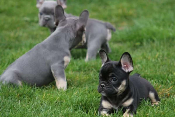 cuccioli di bulldog francese