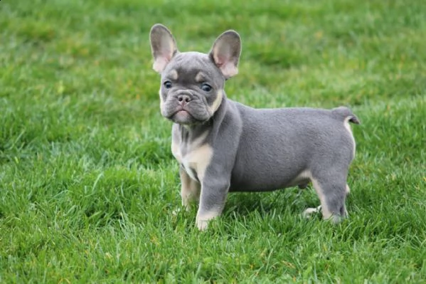 cuccioli di bulldog francese | Foto 1