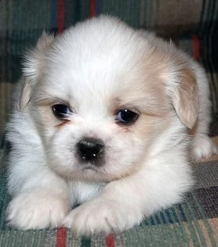  regalo bellissimi cuccioli allevati shih-tzu, colore bianco e nero. due e una feminuccia maschiett