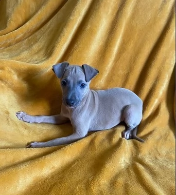 molto belli levriero italiano cuccioli | Foto 2