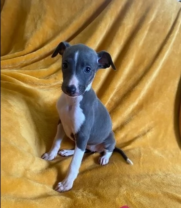 molto belli levriero italiano cuccioli | Foto 1