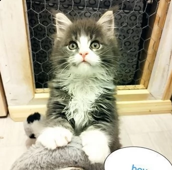 gattini di maine coon maschi e femmine