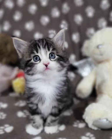 gattini di siberiani di due mesi