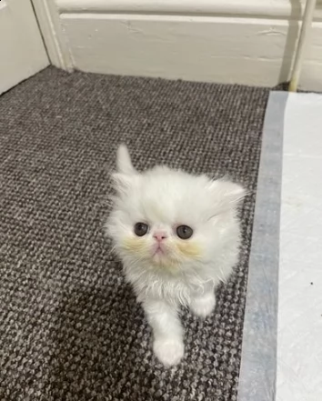 pronti tre cuccioli persiano