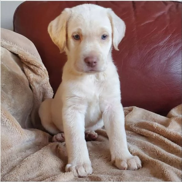 bello labrador , maschio e femmina, in regalo