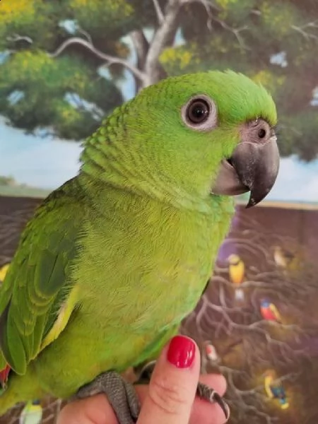 pappagallo amazzone maschio e femmina, 3 mesi, affettuoso e affettuoso, molto docile, rosso e blu, m