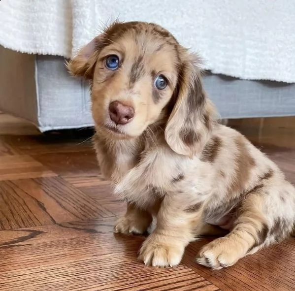 i cuccioli sono disponibili in loco ora