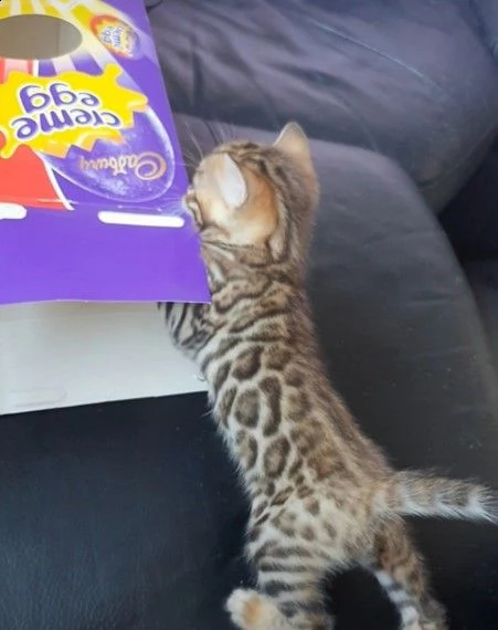 bengala gattina | Foto 2