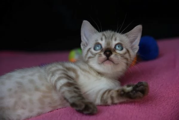 bengala gattina | Foto 1