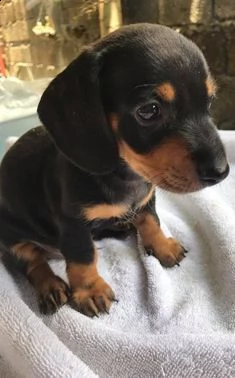 regalo adorabili cuccioli bassotto femminucce e maschietti gratuita i cuccioli sono vaccinati svermi