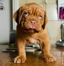 regalo cuccioli dogue de bordeaux disponibili bellissimi cuccioli di dogue de bordeaux, genitori vis