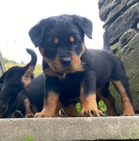  regalo cucciolo di rottweiler con un cappotto duro 