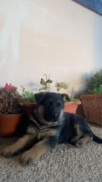 vendo cuccioli pastore tedesco