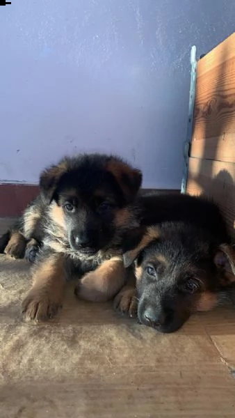 vendo cuccioli pastore tedesco | Foto 0