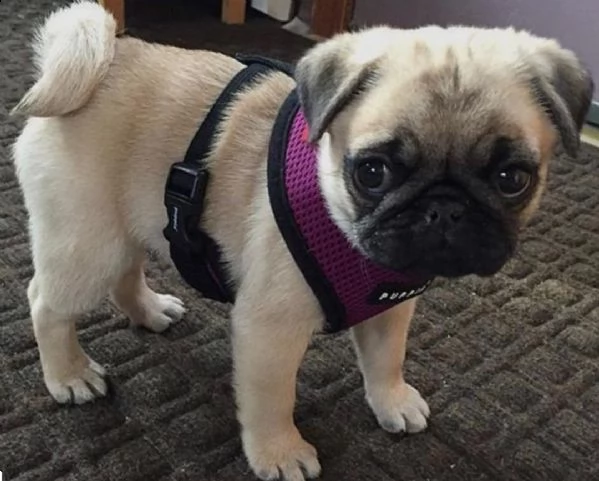  regalo cuccioli di calino bellissimi cuccioli disponibili, carattere adorabile ,sono docili ed affe