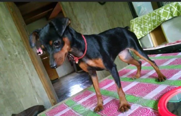 giocattolo pinscher disponibile per la vendita