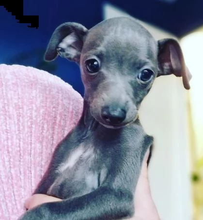 cane levriero italiano blue