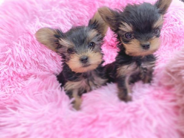 giocattolo yorkie disponibile per la vendita | Foto 0