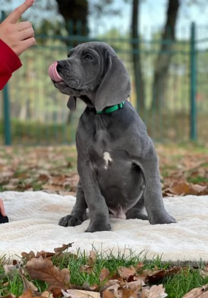 alano cucciolo di razza blu | Foto 5