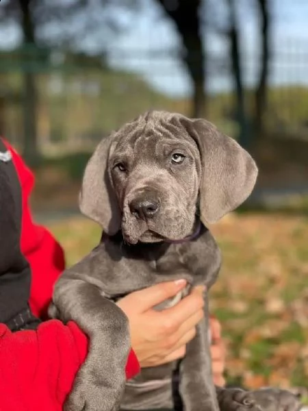 alano cucciolo di razza blu | Foto 4