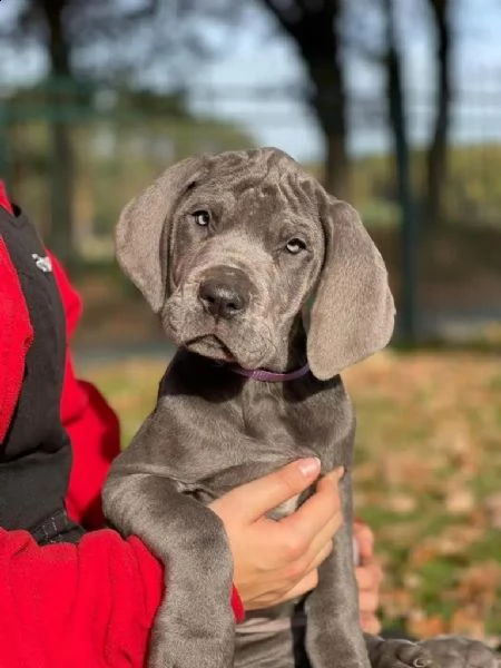alano cucciolo di razza blu | Foto 3