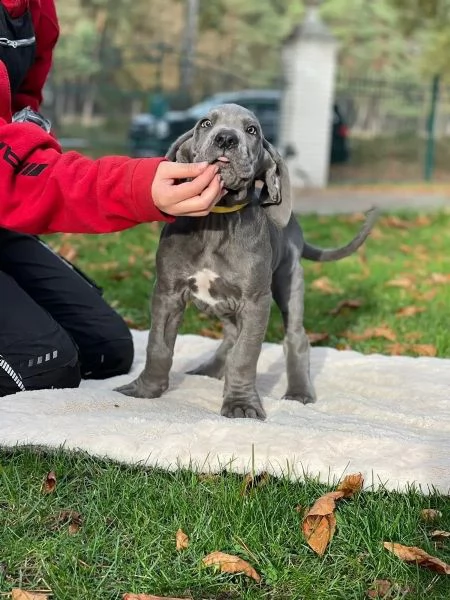 alano cucciolo di razza blu | Foto 2