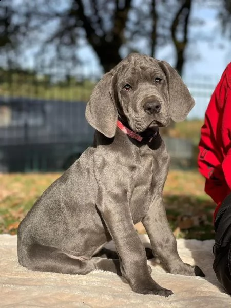 alano cucciolo di razza blu | Foto 1