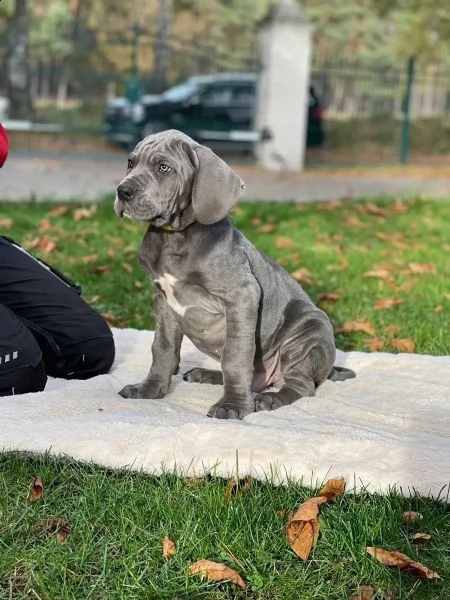 alano cucciolo di razza blu