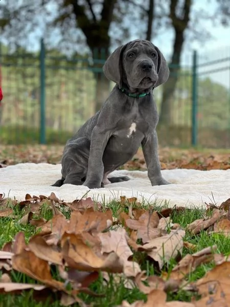 alano cucciolo di razza blu | Foto 0