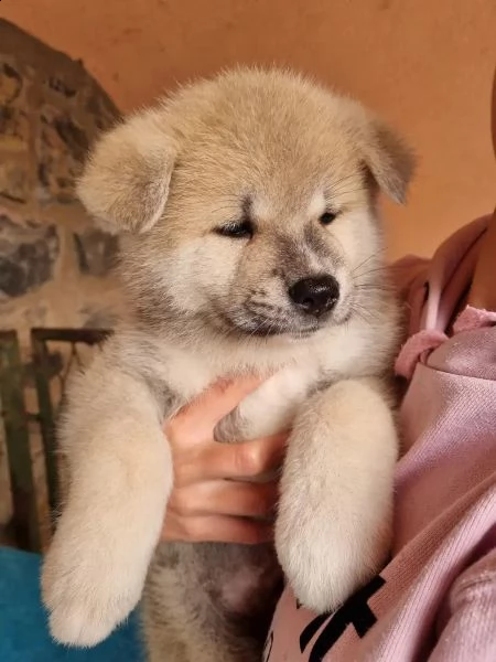 cuccioli akita inu con pedigree fci | Foto 1