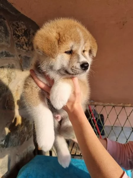 cuccioli akita inu con pedigree fci
