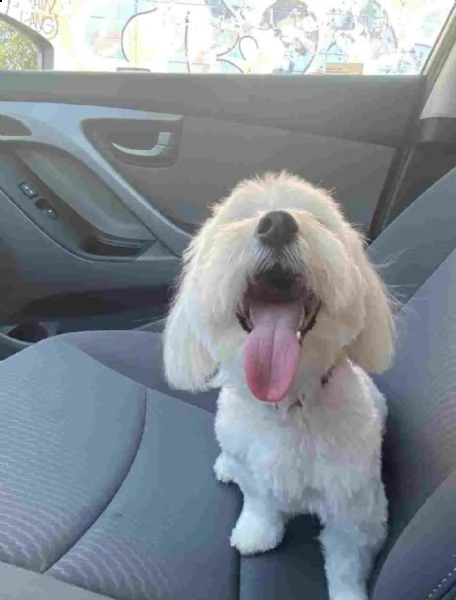 cucciolo maltese regalo da un privato a qualsiasi buona casa interessata