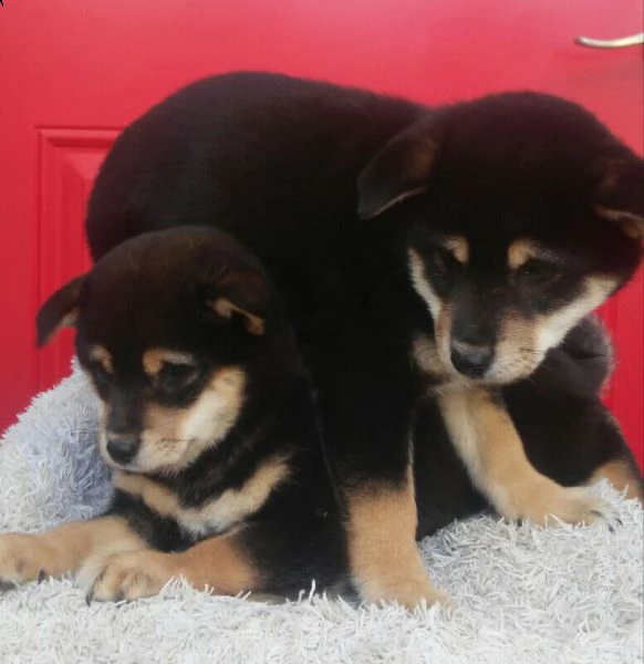 cucciolo di shiba inu addestrato a casa | Foto 2