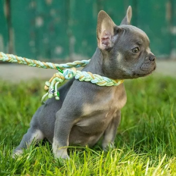 cuccioli di bulldog francese con pedigree enci | Foto 2