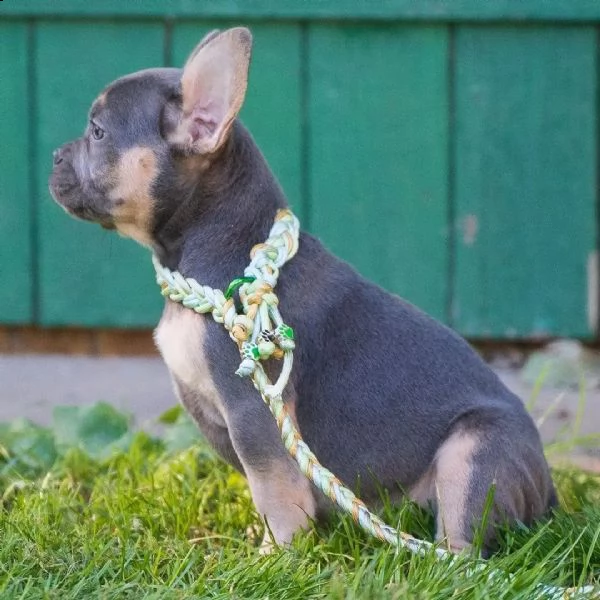 cuccioli di bulldog francese con pedigree enci | Foto 1