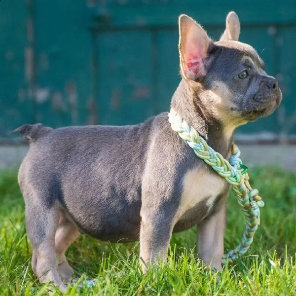 cuccioli di bulldog francese con pedigree enci | Foto 0