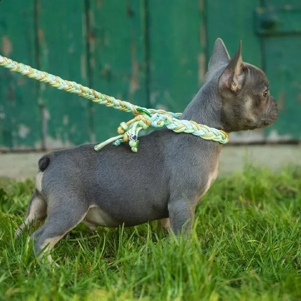 cuccioli di bulldog francese con pedigree enci