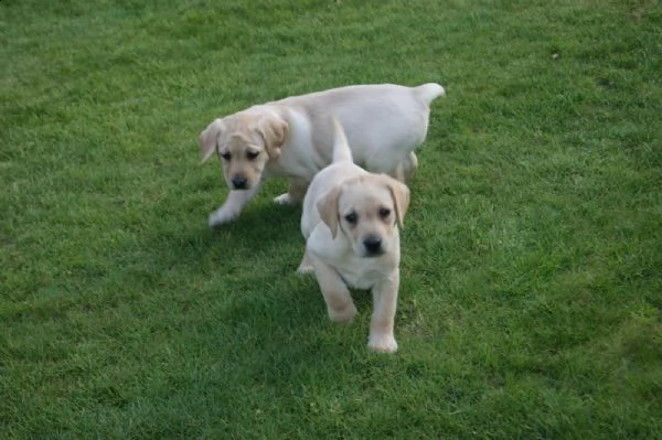 cuccioli di labrador in mani amorevoli. | Foto 6