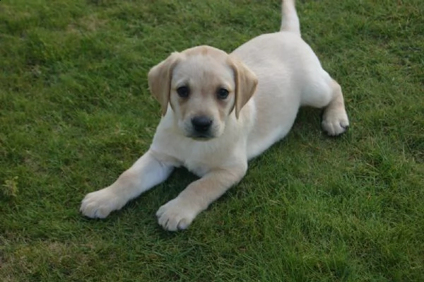cuccioli di labrador in mani amorevoli. | Foto 4