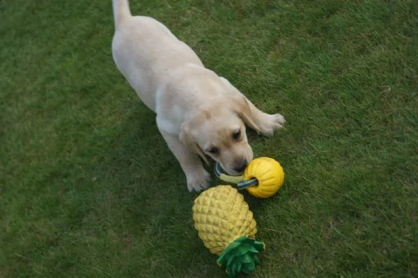 cuccioli di labrador in mani amorevoli. | Foto 3