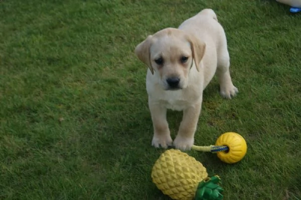 cuccioli di labrador in mani amorevoli. | Foto 1