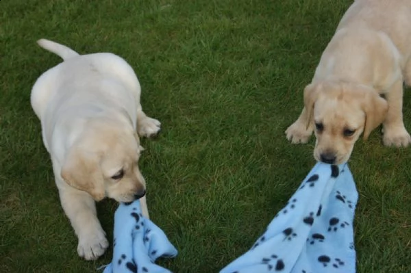 cuccioli di labrador in mani amorevoli. | Foto 0
