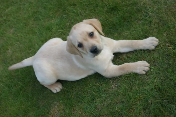 cuccioli di labrador in mani amorevoli.