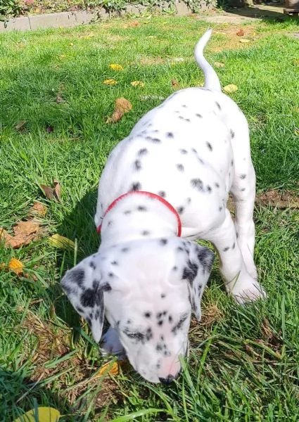 stupendi cuccioli di dalmata | Foto 5
