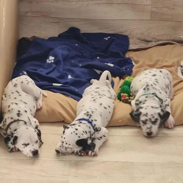 stupendi cuccioli di dalmata | Foto 4